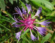 Mi son goduto la peonia dello Zucco e non solo ! – 25magg26 - FOTOGALLERY